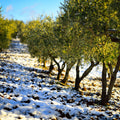 Olio extra vergine di oliva biologico del Parco Nazionale del Cilento